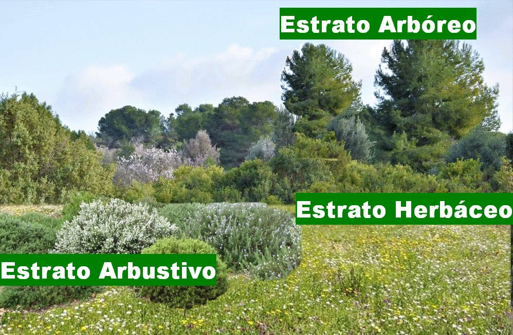 Ambiente del bosque urbano
