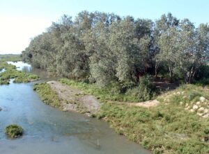 Ambiente ripario del delta