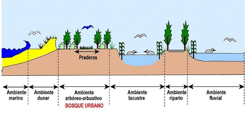 ambientes reconstruidos por el bosque urbano en el Delta del río Vélez
