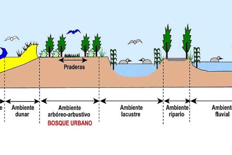 ambientes reconstruidos por el bosque urbano en el Delta del río Vélez