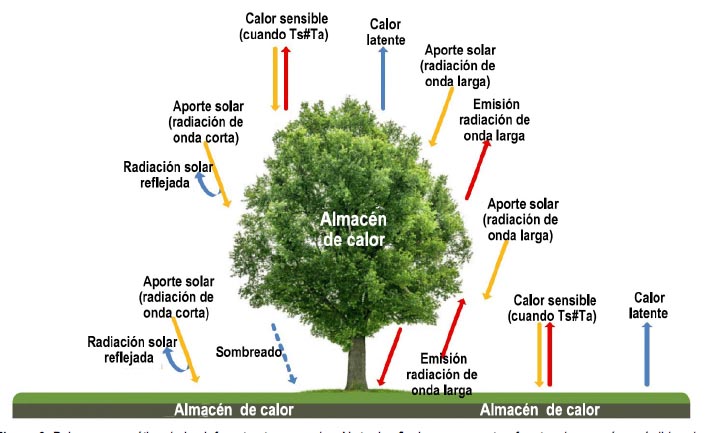 efectos bosque urbano en el clima