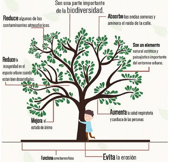beneficios del bosque urbano