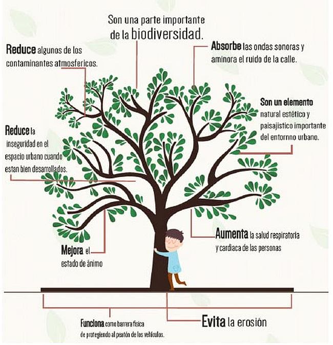 beneficios del bosque urbano