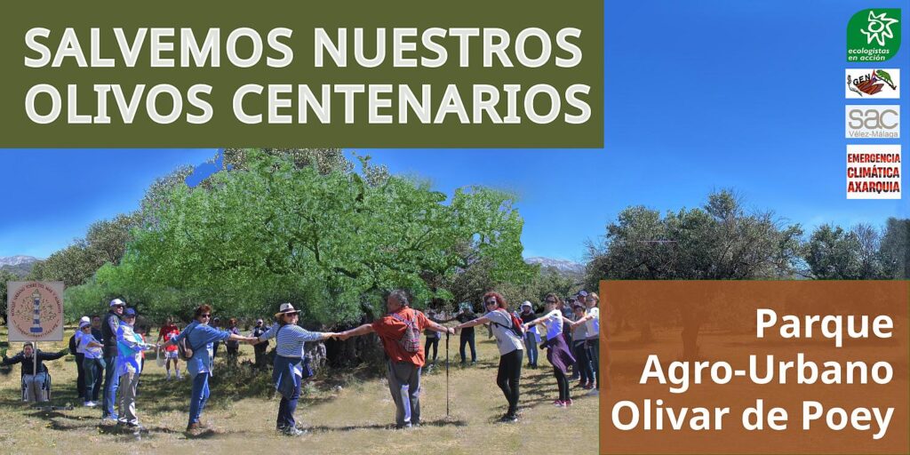 parque olivar de Poey olivos centenarios