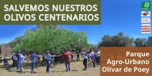 parque olivar de Poey olivos centenarios