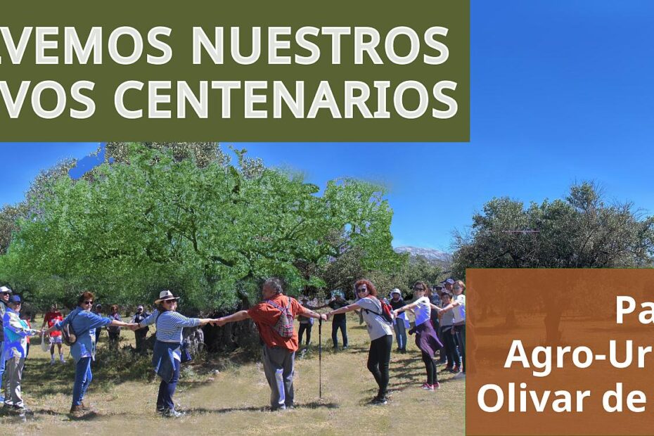 parque olivar de Poey olivos centenarios